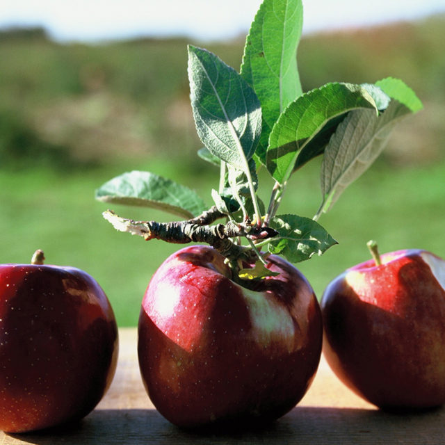 Homemade Applesauce Recipes Barefoot Contessa