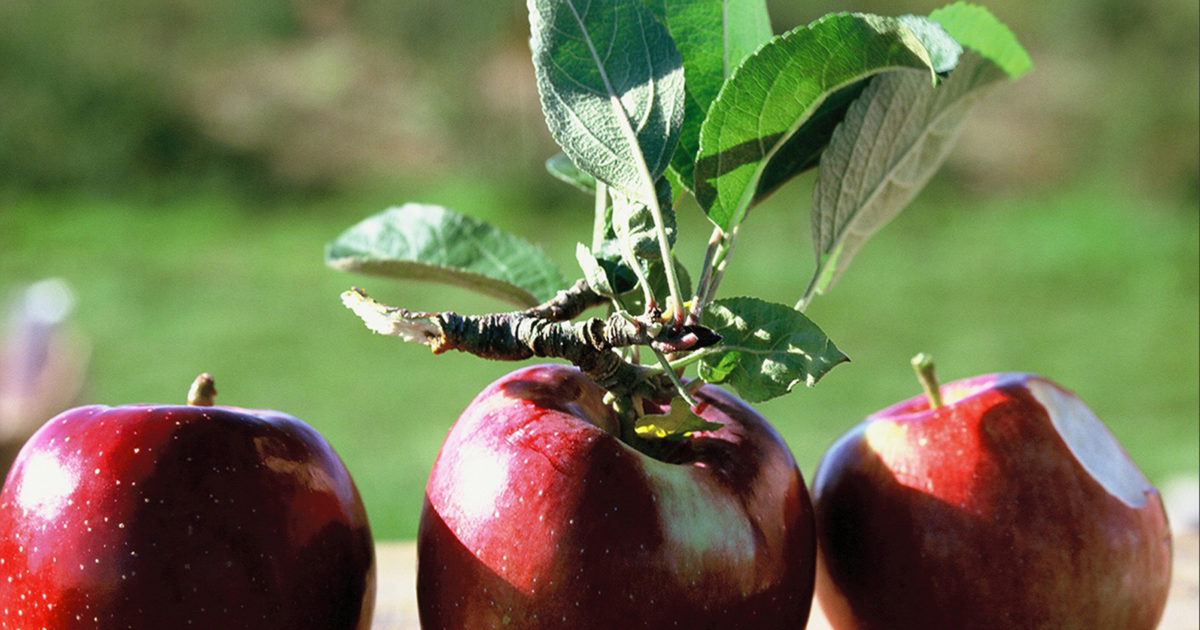 Homemade Applesauce Recipes Barefoot Contessa